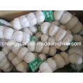 Fresh Garlic From Factory in Jinxiang